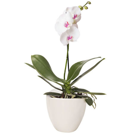 Orquídea Phalaenopsis en Jarrón